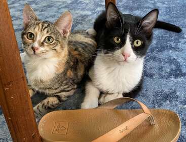 L'image montre deux chats allongés sur un tapis bleu à côté d'un pied de chaise en bois et d'une sandale de couleur bronze, la tête des chats tournée vers l'appareil photo.