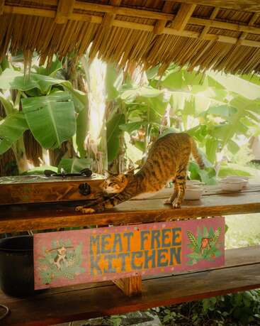 A striped cat stretches on a wooden table under a thatched roof. Bright “MEAT FREE KITCHEN” sign hangs below. Lush banana plants surround the scene.