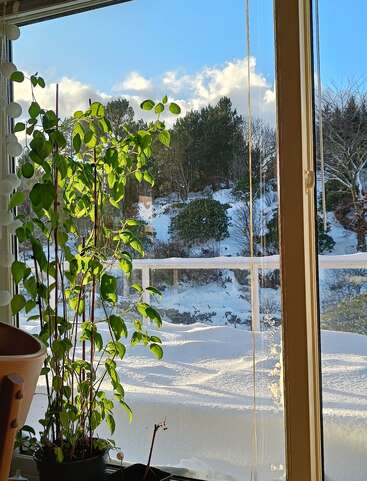 Das Sonnenlicht fällt durch ein Fenster auf grüne Zimmerpflanzen. Draußen bedeckt Schnee den Boden, die Bäume und Sträucher und schafft eine helle, winterliche Landschaft unter blauem Himmel.