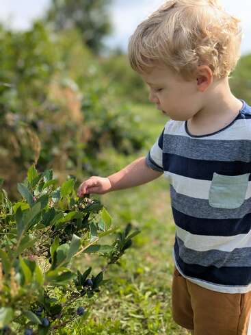 A young boy with curly blonde hair gently picks blueberries from a bush in a sunny, green field, wearing a striped shirt and brown shorts.
