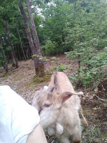 A playful young goat nuzzles a person's arm in a lush green forest. The scene feels peaceful and warm, showing nature and animal curiosity together.