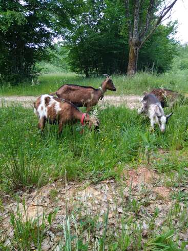Four goats graze peacefully in a lush, green meadow surrounded by trees. Wildflowers and tall grass cover the ground, creating a serene and natural scene.