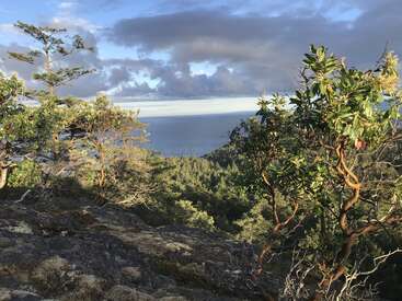 La lumière du soleil baigne les arbres tordus et les rochers escarpés au sommet d'une falaise, surplombant une vaste forêt et un océan calme et bleu sous un ciel partiellement nuageux.