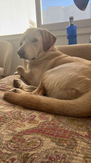 Um cachorro dourado está confortavelmente deitado sobre um cobertor colorido e estampado em um quarto ensolarado, com uma janela, uma garrafa azul e uma poltrona creme ao lado.