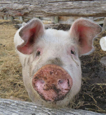 Das Bild zeigt das Gesicht eines schmutzigen Schweins in Großaufnahme, wobei die Schnauze und die Ohren gut zu sehen sind, vor einem rustikalen Holzzaun und einem mit Heu bedeckten Boden.