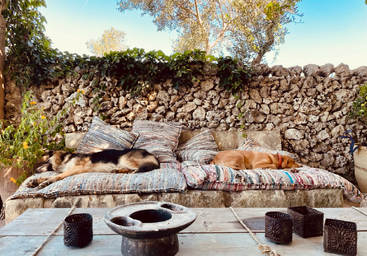 Two dogs are peacefully sleeping on colorful cushions outside, against a rustic stone wall covered with green vines, beneath a clear blue sky. Cozy atmosphere.