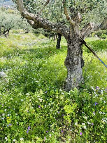 This image shows an old olive tree in a lush, green field covered with wildflowers and grass. Sunlight filters through branches, creating a peaceful, vibrant atmosphere.