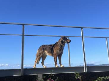 A brown dog stands confidently on a metal platform with railings, against a clear blue sky and distant mountains, appearing to survey the scenic landscape below.