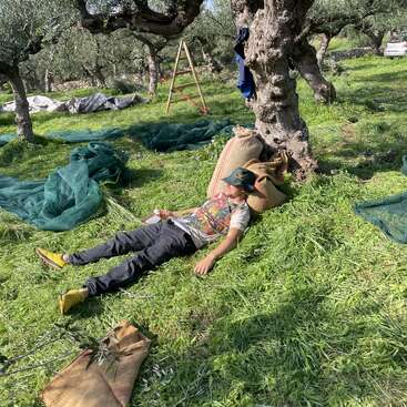 A person lies on grass under an olive tree, resting against a sack. Green nets, a ladder, and surrounding olive trees suggest ongoing olive harvesting.
