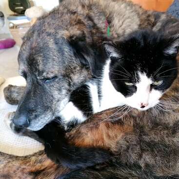 Das Bild zeigt eine ruhige Szene mit einer schwarz-weißen Katze, die ihren Kopf auf dem Nacken eines großen, dunkelfarbigen Hundes ruht. Der Hund scheint zu schlafen.