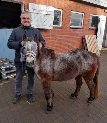Ein Mann steht lächelnd neben einem kleinen, pelzigen Pony mit einem Halfter. Sie stehen vor einem Backsteingebäude, neben Stalltüren und Holzpaletten.