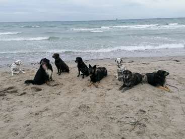 Eight dogs of various breeds sit and lie on a sandy beach. Ocean waves roll in behind them, under an overcast sky, creating a peaceful scene.