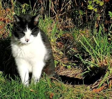 A black and white cat sits calmly on green grass, partially in sunlight, with dense foliage and dried grass in the background, casting a visible shadow.