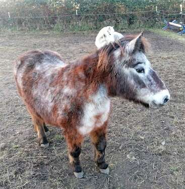 Ein kleiner, flauschiger Esel steht im Freien auf einem fleckigen, schlammigen Feld. Sein Fell ist braun, grau und weiß gesprenkelt, er hat eine weiße Schnauze und einen sanften Ausdruck.