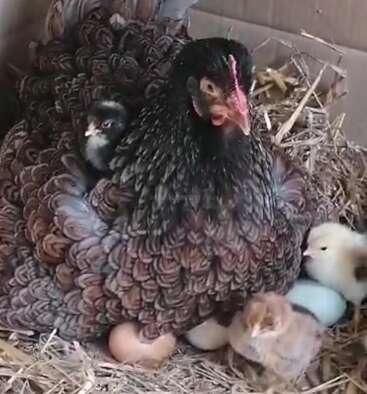 Eine Glucke sitzt beschützend auf ihrem Nest, umgeben von ihren frisch geschlüpften Küken und Eiern, die alle in Stroh in einer gemütlichen Kiste liegen.