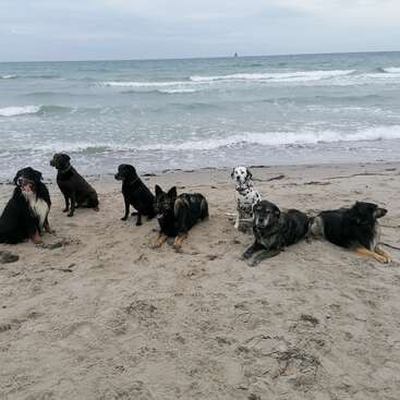 Acht Hunde verschiedener Rassen sitzen und liegen an einem Sandstrand. Hinter ihnen rollen die Wellen des Ozeans unter einem bedeckten Himmel heran und schaffen eine friedliche Szene.