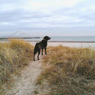 Das Bild zeigt einen schwarzen Hund, der auf einem Sandweg steht, umgeben von hohem Gras, mit einem ruhigen Strand und einem ruhigen Meer im Hintergrund unter einem bedeckten Himmel.