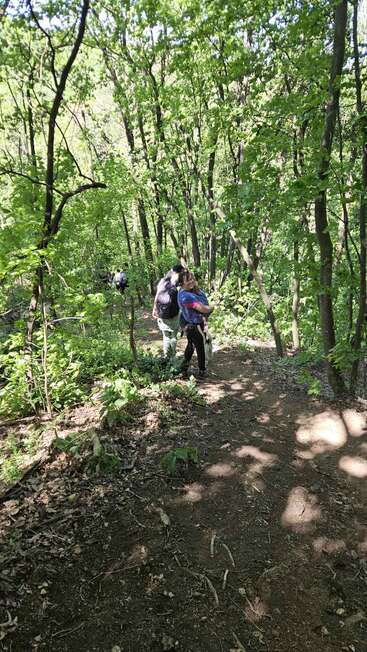 A group of people hikes uphill along a dirt path in a lush, green forest. Sunlight filters through the trees, creating bright and shadowy patches.