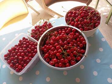 Four containers are filled with freshly picked, bright red cherries, placed on a blue tablecloth with white polka dots. Sunlight brightens the cozy indoor setting.