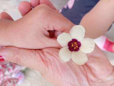 A child's hand gently holding an older adult's hand, both cradling a delicate white flower with a deep red center, symbolizing connection and tenderness.