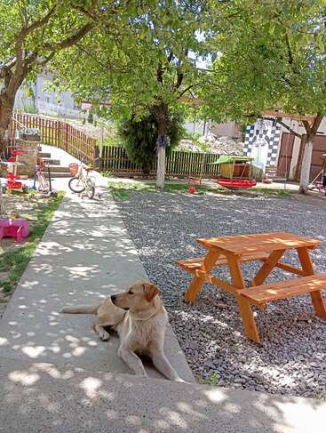 A light brown dog lies on a shaded concrete path in a sunny backyard, surrounded by trees, children’s toys, a wooden picnic table, and a fence.
