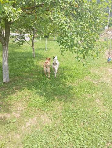 Two dogs walk closely together through a green, grassy yard under the shade of leafy trees, enjoying a peaceful, sunny day in nature.
