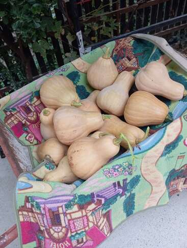 A colorful patterned bag holds several freshly harvested butternut squashes. The bag rests outdoors, near a wooden fence and leafy plants, indicating a garden setting.