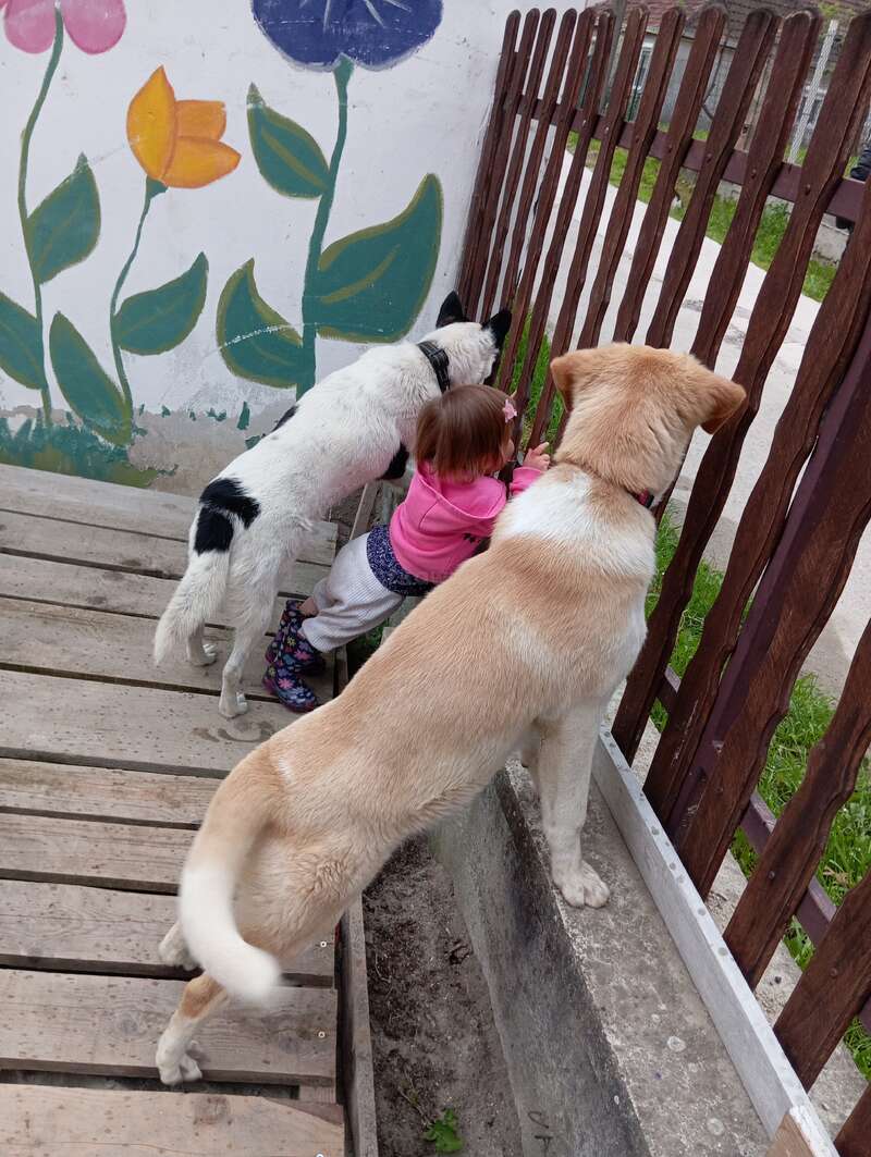 A little girl and two dogs stand side by side, peering through a wooden fence. Colorful flowers are painted on the wall behind them. Playful moment.