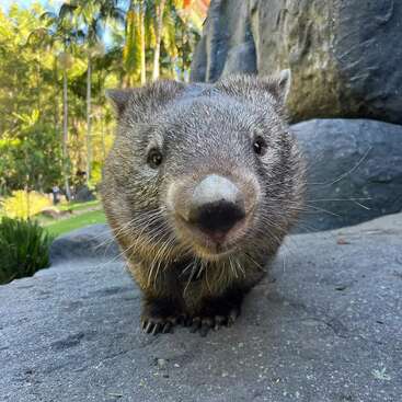 Um wombat curioso está sobre uma rocha, olhando diretamente para a câmera. A vegetação exuberante e as palmeiras altas proporcionam um fundo natural e ensolarado nessa cena encantadora.