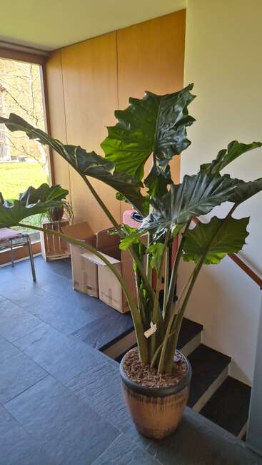 Um grande vaso de plantas com folhas largas e verdes está dentro de casa, perto de uma janela. Caixas de papelão e uma mesinha ficam ao fundo, criando um ambiente aconchegante.
