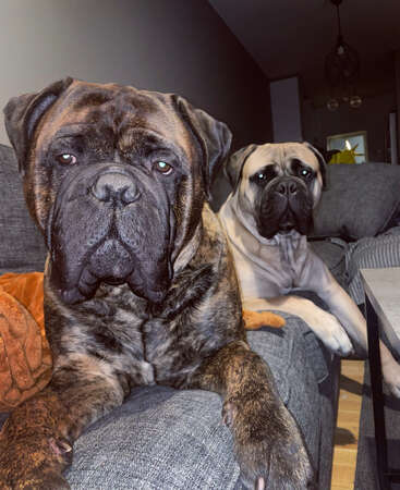 Deux grands et adorables mastiffs se prélassent confortablement sur un canapé gris. L'un est bringé, l'autre fauve ; tous deux ont un regard profond et un visage doux et expressif. Une ambiance chaleureuse.