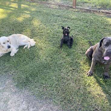 Três cães sentam e deitam na grama verde em um quintal ensolarado. Um Golden Retriever, um Schnauzer e um Mastiff parecem relaxados e contentes.