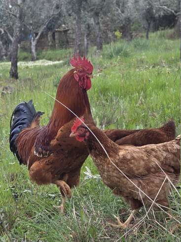 In a grassy field, a rooster stands proudly among two hens. The chickens peck and explore their natural surroundings, surrounded by green grass and trees.