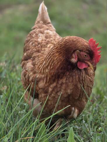 A brown hen stands on green grass, foraging for food. Its red comb is visible, and its feathers appear fluffy. The background is blurred.