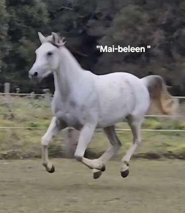 Um cavalo cinza claro está correndo energicamente na grama, capturado no meio do caminho. O texto "Mai-beleen" flutua acima, cercado por um fundo natural, verde e de floresta.