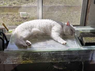 Um gato branco e fofo está dormindo pacificamente em cima de uma superfície de vidro perto de uma janela, absorvendo a luz quente do sol. Abaixo, peixes nadam em um aquário.