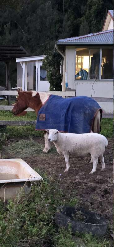 Um cavalo marrom e branco usando um cobertor azul está ao lado de uma ovelha branca em um quintal cercado de lama perto de uma casa, cercado por vegetação e objetos de fazenda.