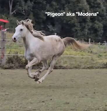 Um cavalo de cor clara chamado "Pigeon", também conhecido como "Modena", galopa energicamente em um campo gramado, com crina e cauda esvoaçantes, contra um fundo de árvores.