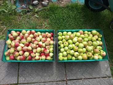 Two green crates sit side by side on the pavement, filled with freshly picked apples. The left crate holds red apples; the right, green apples.