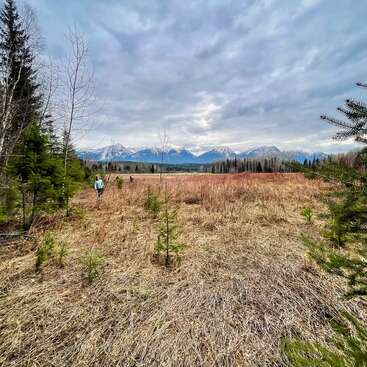 A person walks through a grassy field surrounded by young trees, under a cloudy sky, with snow-capped mountains and dense forest visible in the background.
