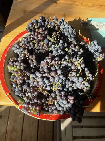 Un grand bol rempli de raisins noirs fraîchement récoltés est posé sur une table en bois, baignée par la lumière chaude du soleil, créant une atmosphère rustique et accueillante.