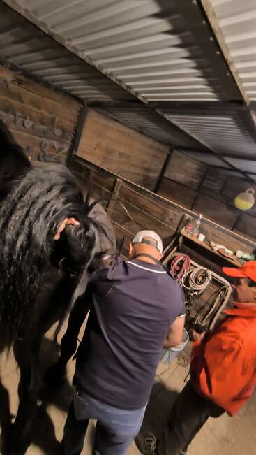 Dentro de um estábulo, dois homens estão cuidando de um cavalo preto, possivelmente cuidando dele ou examinando-o. Vários equipamentos e cordas estão pendurados na parede próxima.