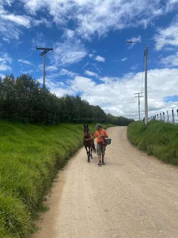 Une personne vêtue d'un t-shirt orange mène un cheval brun sur un chemin de terre bordé d'herbe verte, sous un ciel bleu éclatant parsemé de nuages.