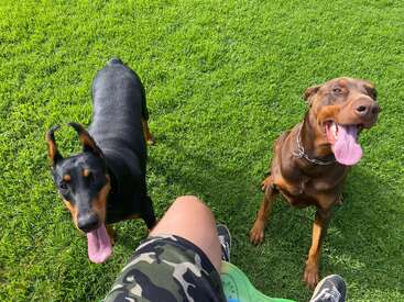 Deux dobermans tout sourire sont debout sur l'herbe verte, la langue pendante, et regardent une personne assise, vêtue d'un short de camouflage et de baskets, qui profite du grand air.