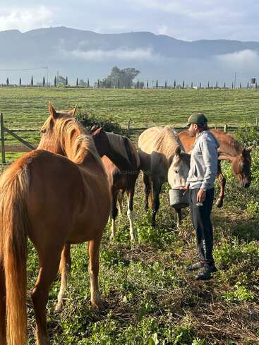 Une personne vêtue d'un sweat à capuche gris et d'une casquette se tient debout dans un champ verdoyant en train de nourrir plusieurs chevaux, avec des montagnes et un ciel nuageux en toile de fond.