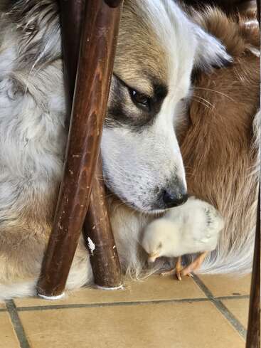 A fluffy dog lies peacefully on the floor under a wooden chair, gently watching over a small chick nestled closely near its fur, creating a heartwarming moment.