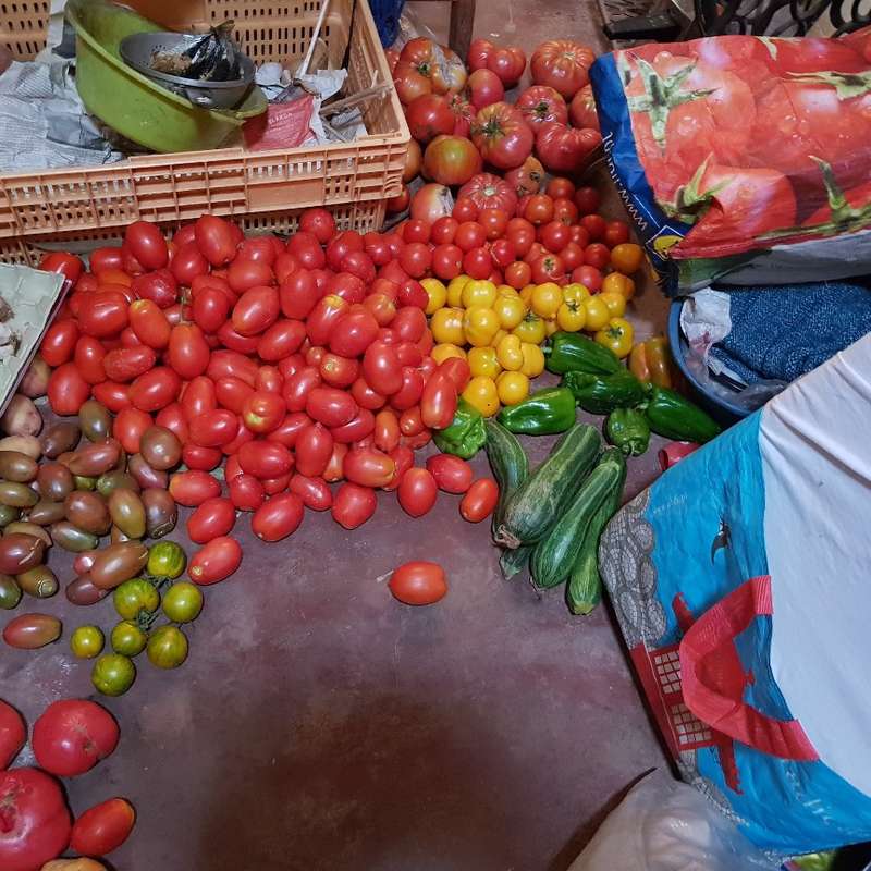 Help us in our organic farm in Alentejo, Portugal