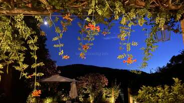 Ein wunderschön beleuchteter Garten in der Abenddämmerung, mit üppig grünen Ranken, über denen orangefarbene Blüten hängen, einer leuchtenden Laterne, einem Sonnenschirm, der dunklen Silhouette der Hügel und einem tiefblauen Himmel.