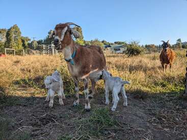 Une chèvre brune se tient dans un champ herbeux avec deux bébés chèvres blancs, dont l'un allaite. Une autre chèvre brune est visible à l'arrière-plan sous un ciel bleu clair.