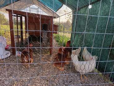 This image shows chickens inside a fenced enclosure with a wooden coop. Some chickens are brown, some white, and there is gravel on the ground.